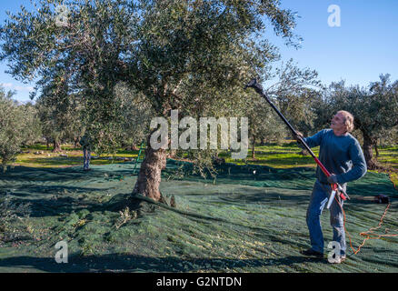 La récolte d'olives Kalamata, près de Kardamyli dans l'avant-Mani, Messénie, Sud du Péloponnèse, Grèce Banque D'Images