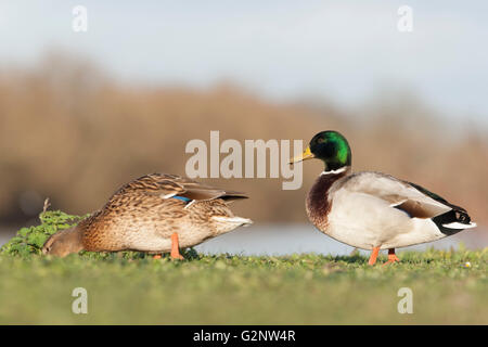 Canard colvert le long de la Tamise, la lecture Banque D'Images