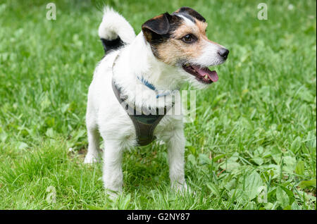 Portrait of cute permanent Jack Russell Terrier chien de compagnie Banque D'Images