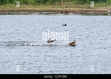 L'agressivité entre deux canards chipeaux drake Banque D'Images