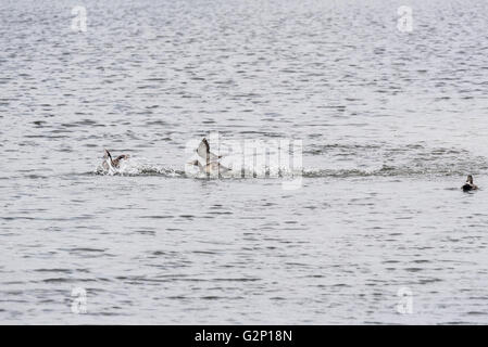 L'agressivité entre deux canards chipeaux drake Banque D'Images