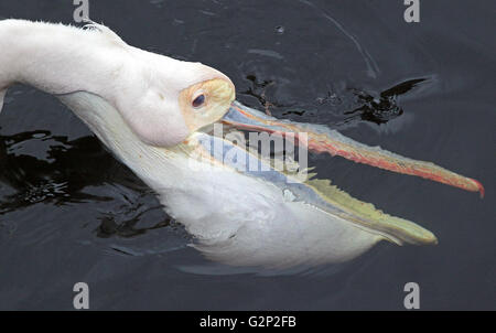 La chasse Grand Pélican blanc Pelecanus onocrotalus aussi connu sous le nom de Eastern White Pelican pelican pelican blanc ou rose Banque D'Images