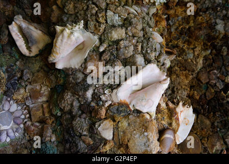 Endsleigh Hotel House Shell Grotto Milton Abbot, Devon, Angleterre 2016 2010s UK HOMER SYKES Banque D'Images