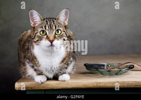 Portrait d'un hacker qui a trois couleurs assis sur table avec un hareng mangé à la coupable vers l'observateur Banque D'Images