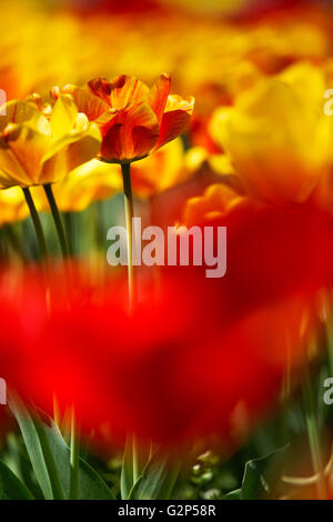 Lit de la fleur rouge vif et jaune lumineux au printemps tulipes Banque D'Images