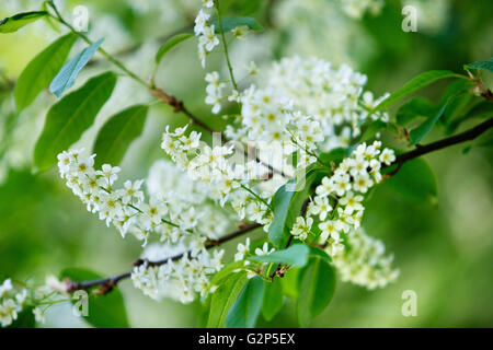 Fleurs lilas blanc au printemps sur une journée ensoleillée Banque D'Images