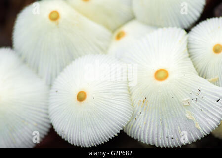 Vue rapprochée d'un groupe de champignons sauvages parapluie blanc avec une tache jaune au milieu Banque D'Images