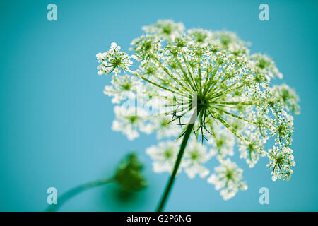 Close-up d'ombelles de fleurs d'Aneth en automne Banque D'Images