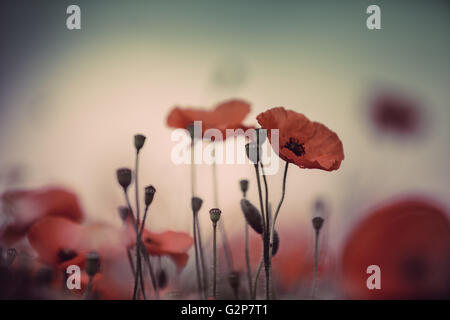 Domaine de fleurs de pavot maïs rouge vif en été Banque D'Images