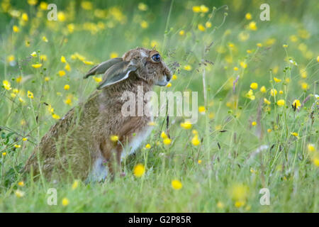 European Brown hare Lepus europaeus '' paissant dans un pré, England, UK Banque D'Images