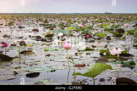 Lac de lotus rouge à Udonthani Thaïlande (unseen en Thaïlande), stock photo Banque D'Images