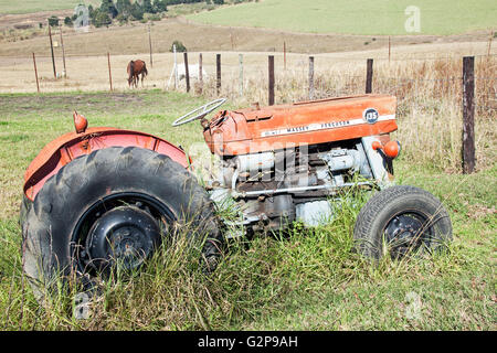 Vintage rouge abandonnés envahis par le tracteur Massey Ferguson 135 avec de l'herbe et deux chevaux en canne à sucre farm Banque D'Images