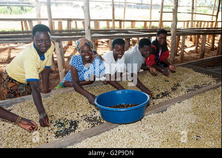 Le tri des travailleurs des grains de café et sélectionnant des haricots non écossés à la main. Le Rwanda. Banque D'Images