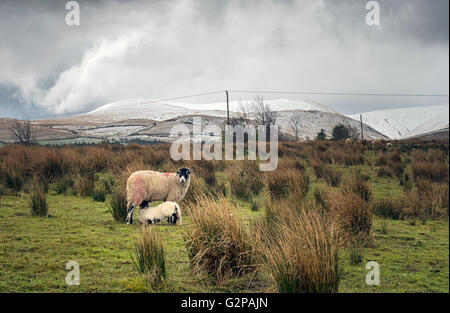 L'agneau de printemps suckling brebis avec neige en avril sur les Yorkshire Dales National Park vu de près de Newbiggin-on-Lune, Cumbria Banque D'Images