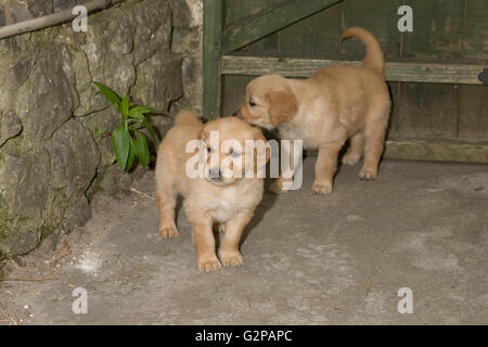 Chiots golden retriever debout sur le chemin de béton près de mur en pierre et porte en bois Banque D'Images