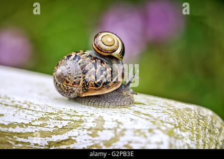 Grande réalisation de l'escargot petit escargot sur son dos dans le jardin en été Banque D'Images