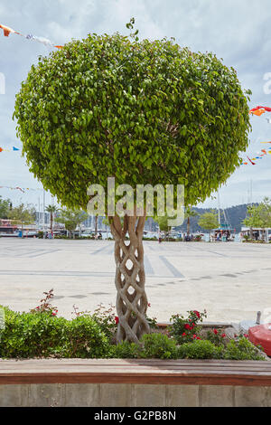 Un "Panier" ou "arbre arbre Cirque' créé par greffage d'arbres différents afin qu'ils bond et de grandir ensemble. Fethiye, Turquie. Banque D'Images