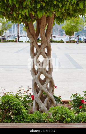 Un "Panier" ou "arbre arbre Cirque' créé par greffage d'arbres différents afin qu'ils bond et de grandir ensemble. Fethiye, Turquie. Banque D'Images