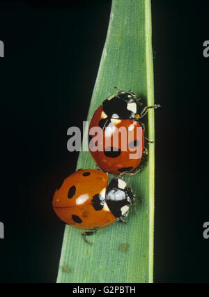 Un sept ladybirds tachetés, Coccinella septempunctata, sur une feuille de blé Banque D'Images