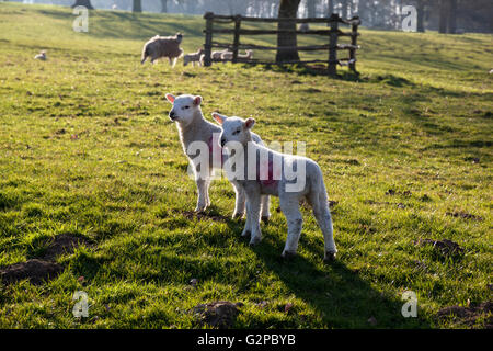 Deux agneaux dans champ, Cotswolds, Gloucestershire, Angleterre, Royaume-Uni, Europe Banque D'Images