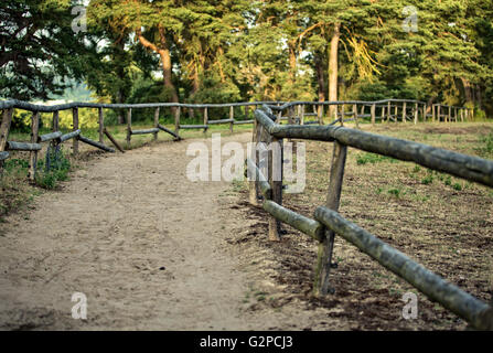 Chemin forestier sable clôturé avec barres de bois à travers la forêt d'été Banque D'Images