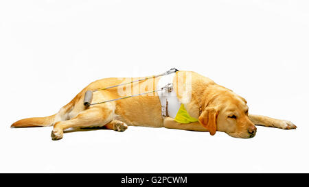 Chien-guide Guide Dogs for the Blind Banque D'Images