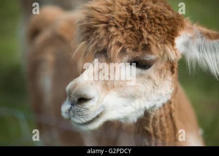 Portrait d'un lama (Lama glama) Banque D'Images