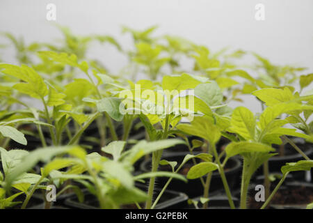 Droit de semis de tomate en pot Solanum lycopersicum Banque D'Images