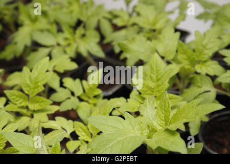 Droit de semis de tomate en pot Solanum lycopersicum Banque D'Images