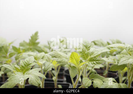 Droit de semis de tomate en pot Solanum lycopersicum Banque D'Images