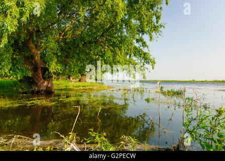 Canal dans le Delta du Danube, en Roumanie, en Dobrogea, Dobroudja, Dobrudscha , Crisan Banque D'Images