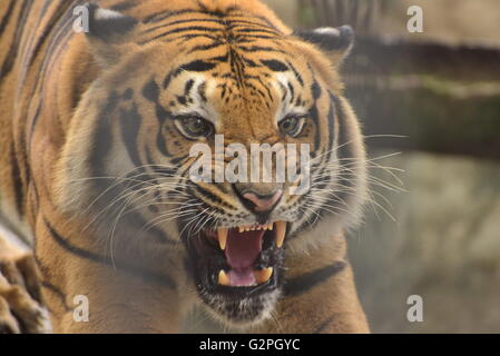 Le Tigre est le plus grand représentant de la famille de chat Banque D'Images