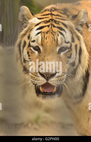 Le Tigre est le plus grand représentant de la famille de chat Banque D'Images