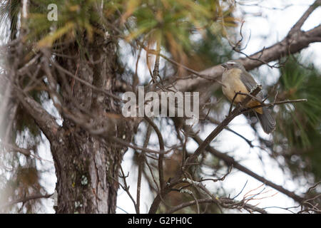 Asuncion, Paraguay. 1er juin 2016. Saltator grisâtre (Saltator coerulescens) mangeur de graines songbird perché sur une branche d'arbre, est vu pendant la journée ensoleillée à Asuncion, Paraguay. © Andre M. Chang/Alamy Live News Banque D'Images