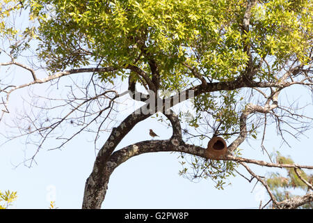 Asuncion, Paraguay. 2 juin 2016. Hornero roux (Furnarius rufus) peuplements d'oiseaux près du nid de boue sur un arbre, est vu pendant la journée ensoleillée à Asuncion, Paraguay. Crédit : Andre M. Chang/Alamy Live News Banque D'Images