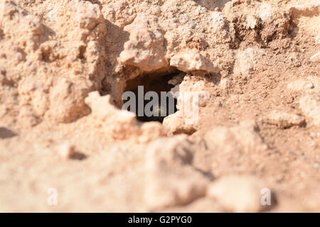 En regardant le nid d'un Formenterae lizard Podarcis pityusensis cacher Banque D'Images