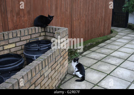 Marché noir, chat blanc dans un jardin à l'avant, assis sur un mur Banque D'Images