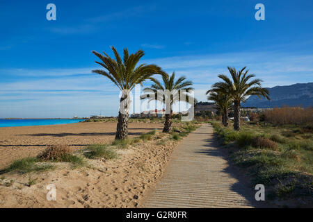 Denia Las Marinas palmiers en méditerranée de l'Espagne Alicante Banque D'Images