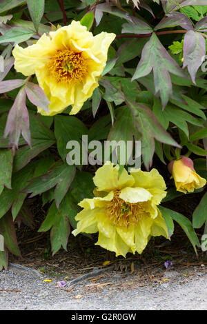 Deux fleurs et un bourgeon de l'arbre, la pivoine Paeonia 'Helene Martin' (groupe lutea) Banque D'Images