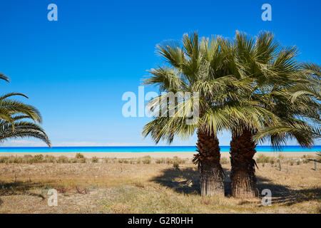 Las Marinas palmiers à Denia Alicante province d'espagne Banque D'Images