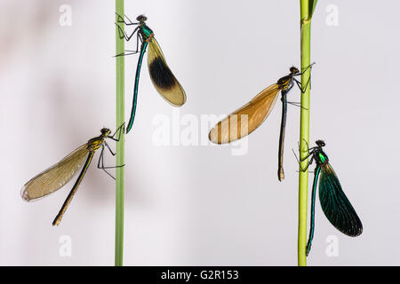 Bagués et belles demoiselles (Calopteryx splendens et C. vierge). Deux espèces dans la famille Calopterygidae, C. splendens à gauche Banque D'Images