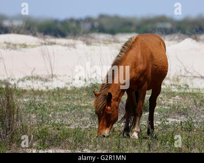 Mustang sauvage sur Shackleford Banks le pâturage entre les dunes Banque D'Images