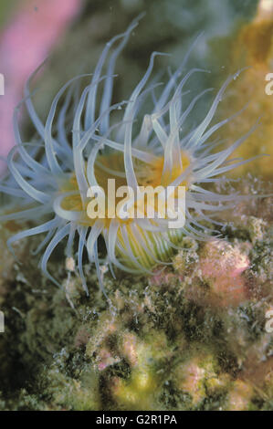 White-tentacled anemone Banque D'Images