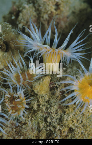 Les anémones blanches-tentacled Banque D'Images