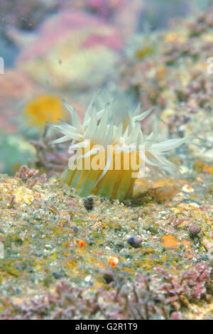 Anémone tentacled blanc Banque D'Images