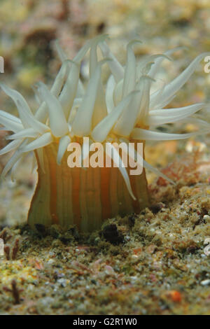 Anémone tentacled blanc Banque D'Images