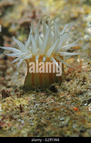 Anémone tentacled blanc Banque D'Images