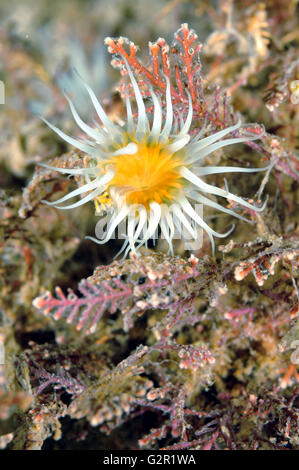 White-tentacled anemone Banque D'Images