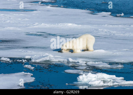 Un ours blanc (Ursus arctos) sur la glace de mer très fin Banque D'Images