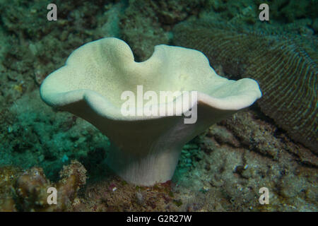 Corail cuir, Sarcophyton sp., de la Triangle de Corail, Brunéi Darussalam, Mer de Chine du Sud. Banque D'Images